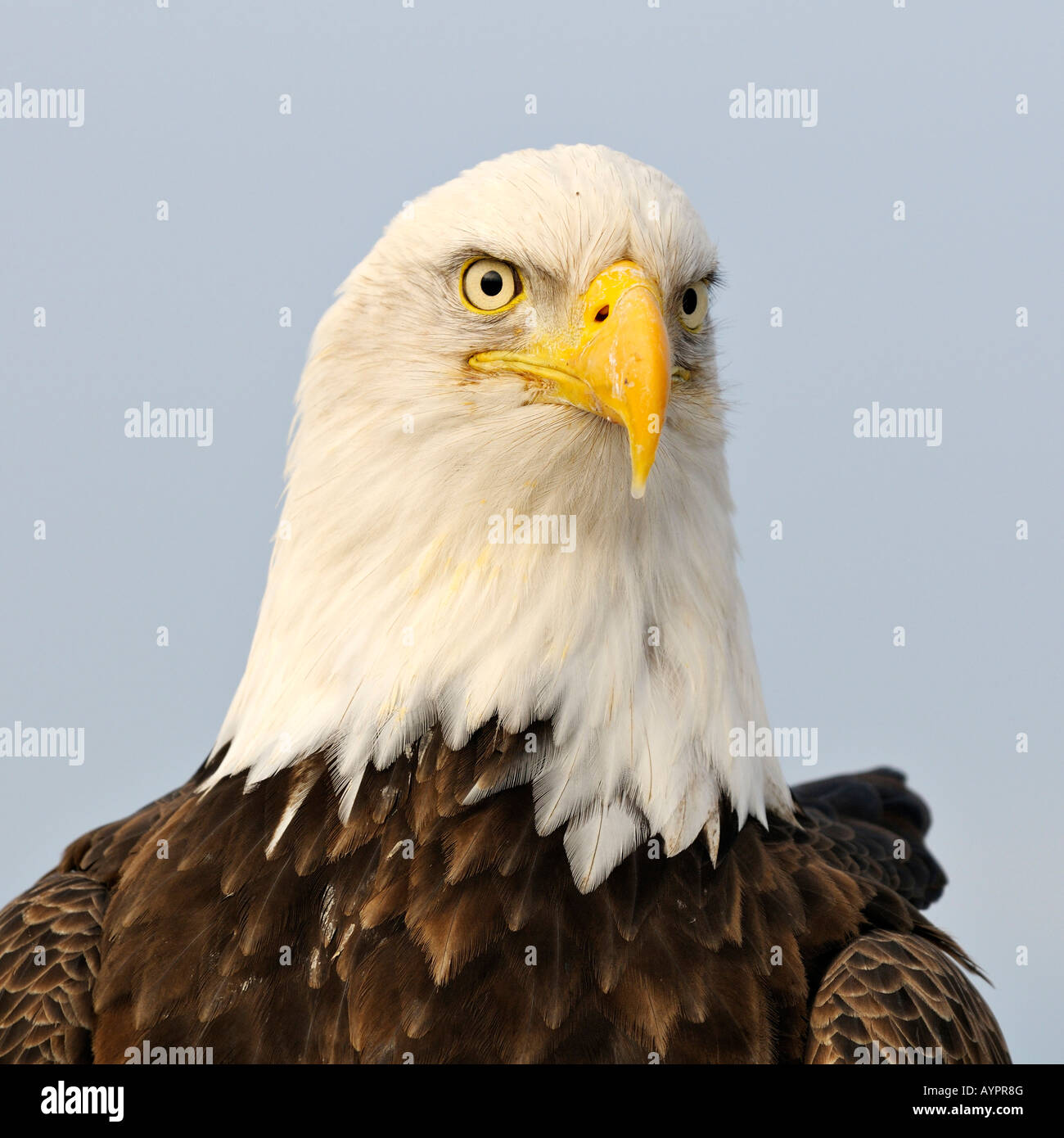 Pygargue à tête blanche (Haliaeetus leucocephalus) portrait, péninsule de Kenai, Alaska, USA Banque D'Images