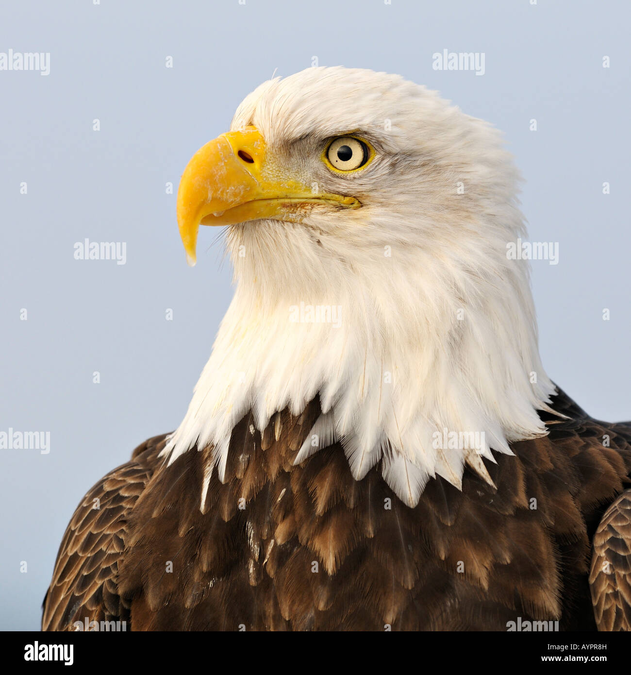 Pygargue à tête blanche (Haliaeetus leucocephalus) portrait, péninsule de Kenai, Alaska, USA Banque D'Images