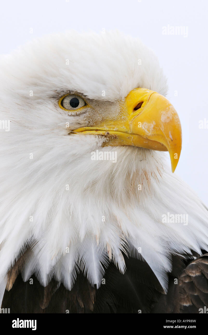 Pygargue à tête blanche (Haliaeetus leucocephalus) portrait, péninsule de Kenai, Alaska, USA Banque D'Images
