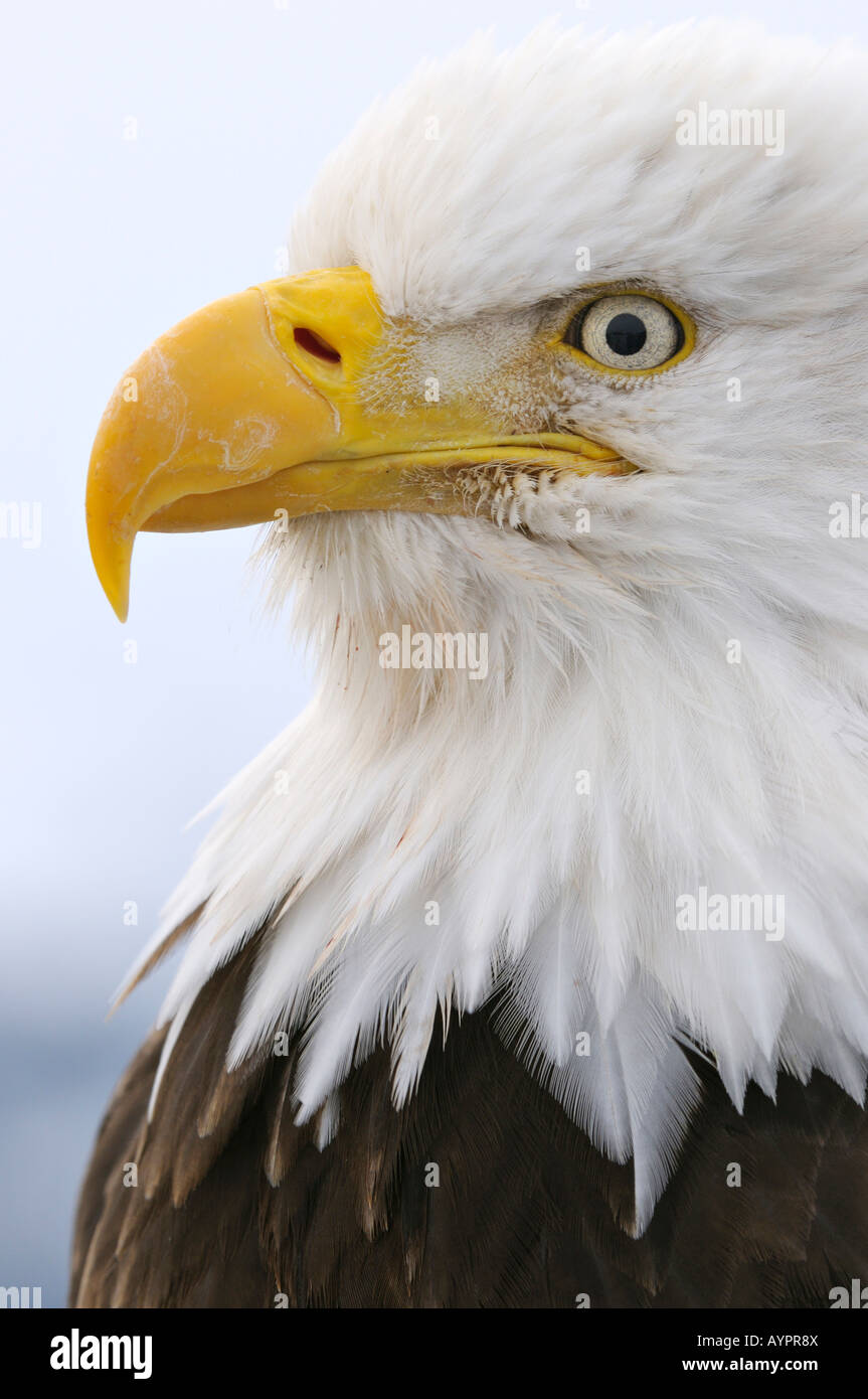 Pygargue à tête blanche (Haliaeetus leucocephalus) portrait, péninsule de Kenai, Alaska, USA Banque D'Images