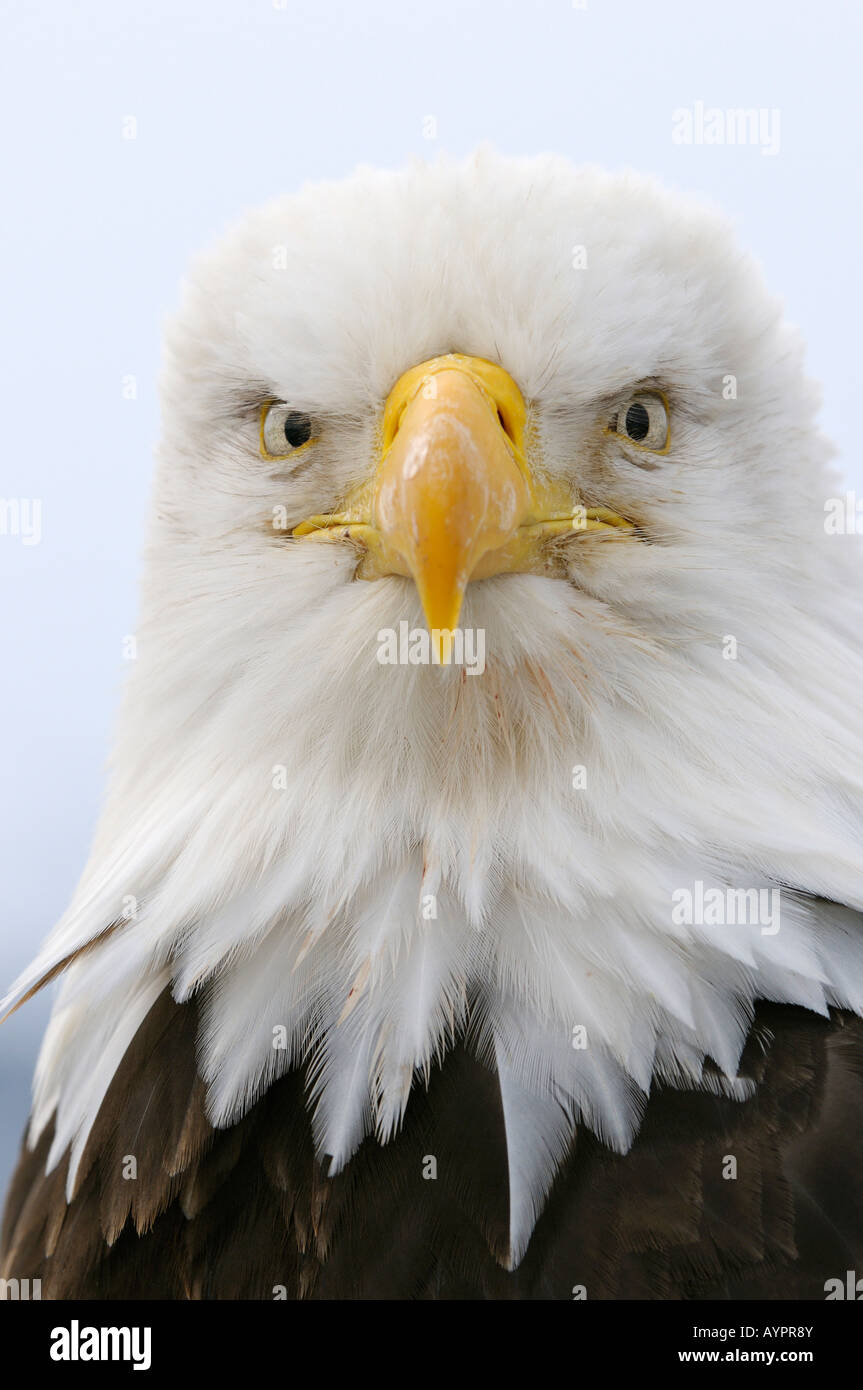 Pygargue à tête blanche (Haliaeetus leucocephalus) portrait, péninsule de Kenai, Alaska, USA Banque D'Images