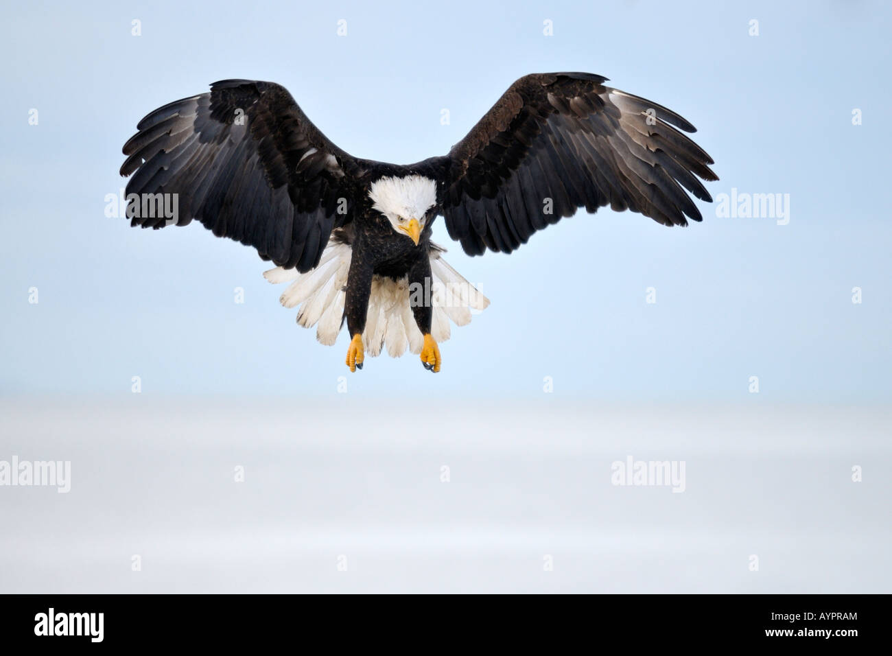 Pygargue à tête blanche (Haliaeetus leucocephalus) landing, péninsule de Kenai, Alaska, USA Banque D'Images