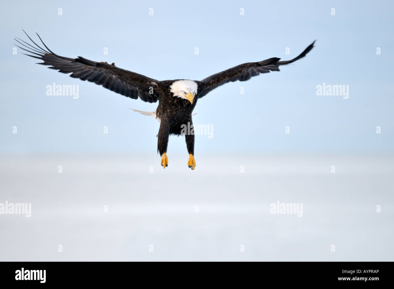 Pygargue à tête blanche (Haliaeetus leucocephalus) landing, péninsule de Kenai, Alaska, USA Banque D'Images