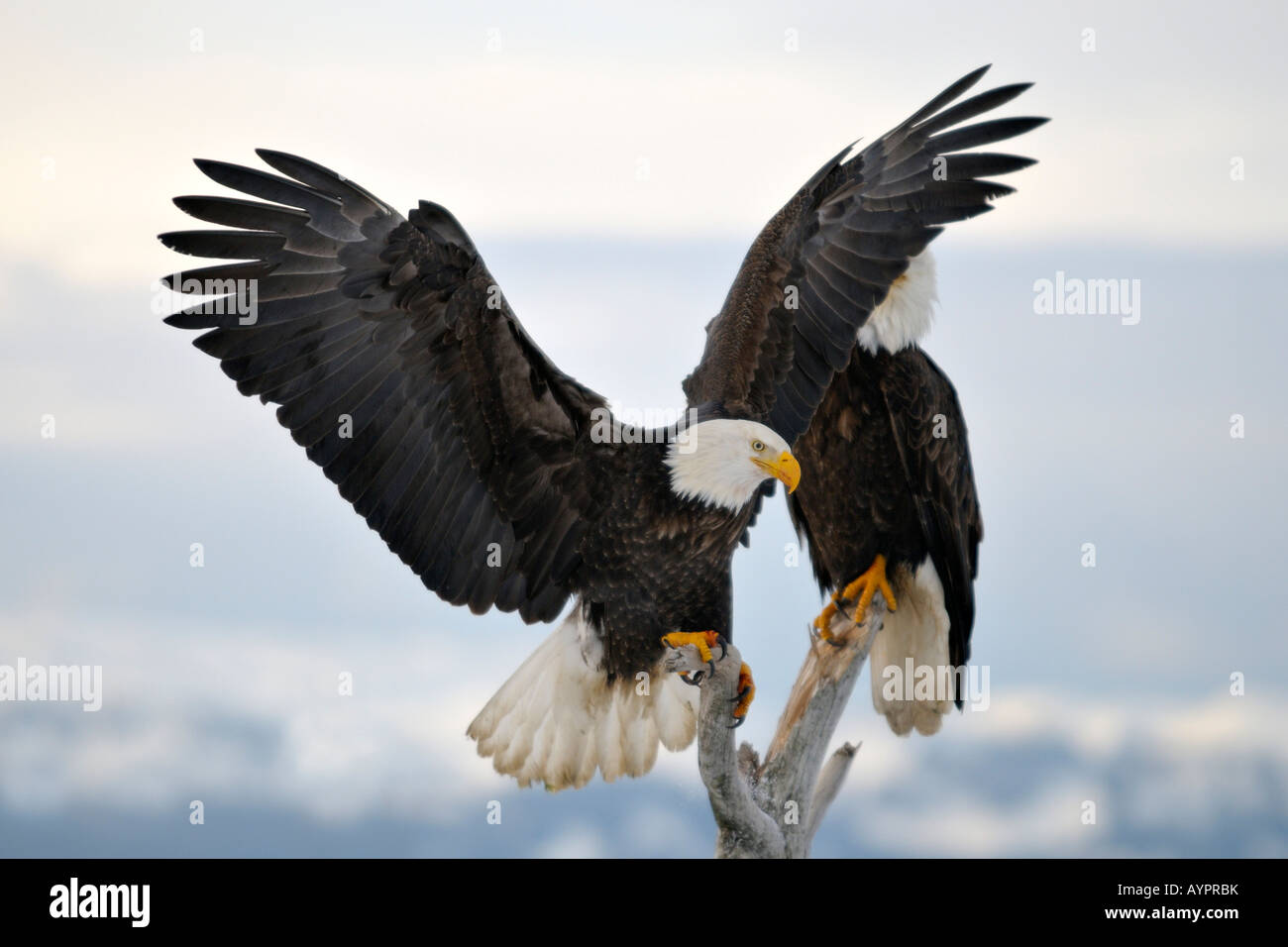 Pygargue à tête blanche (Haliaeetus leucocephalus) landing, péninsule de Kenai, Alaska, USA Banque D'Images