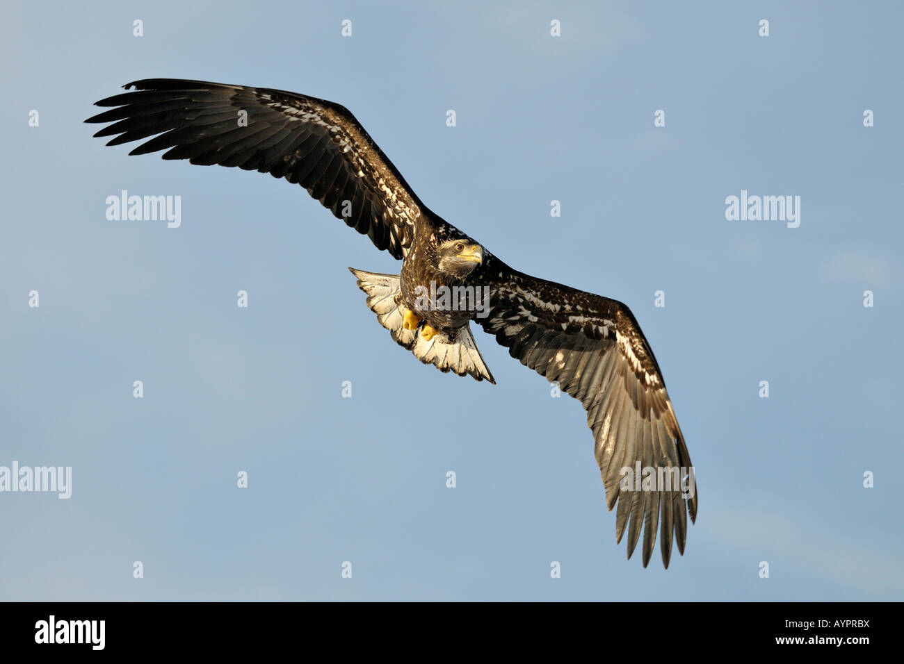 Pygargue à tête blanche (Haliaeetus leucocephalus) en vol, péninsule de Kenai, Alaska, USA Banque D'Images