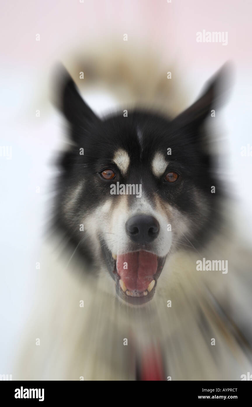 Chien de Traîneau Husky Sibérien au début de l'Iditarod Sleddog Race, la plus longue course en traîneaux à chiens dans le monde entre Anchorage et Nome Banque D'Images