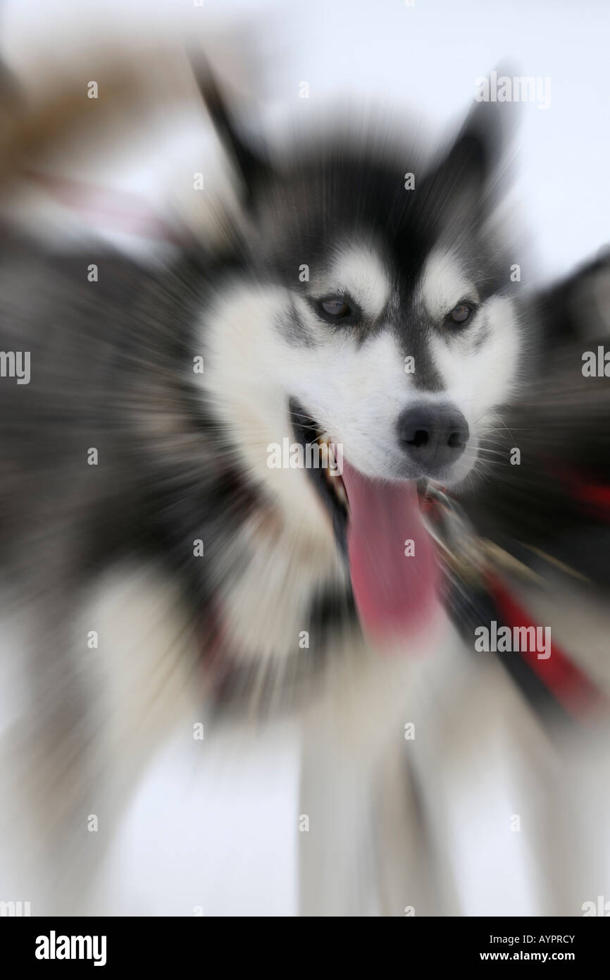 Chien de Traîneau Husky Sibérien au début de l'Iditarod Sleddog Race, la plus longue course en traîneaux à chiens dans le monde entre Anchorage et Nome Banque D'Images
