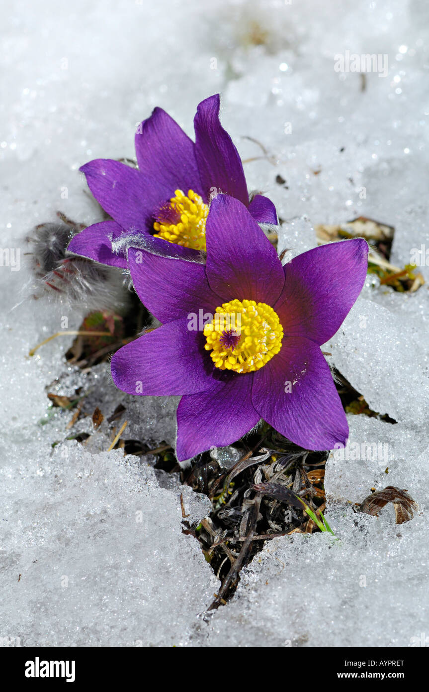 (Anémone Pulsatilla vulgaris), la floraison précoce peu après la fonte des neiges, Alb Schwaebische, Bade-Wurtemberg, Allemagne Banque D'Images