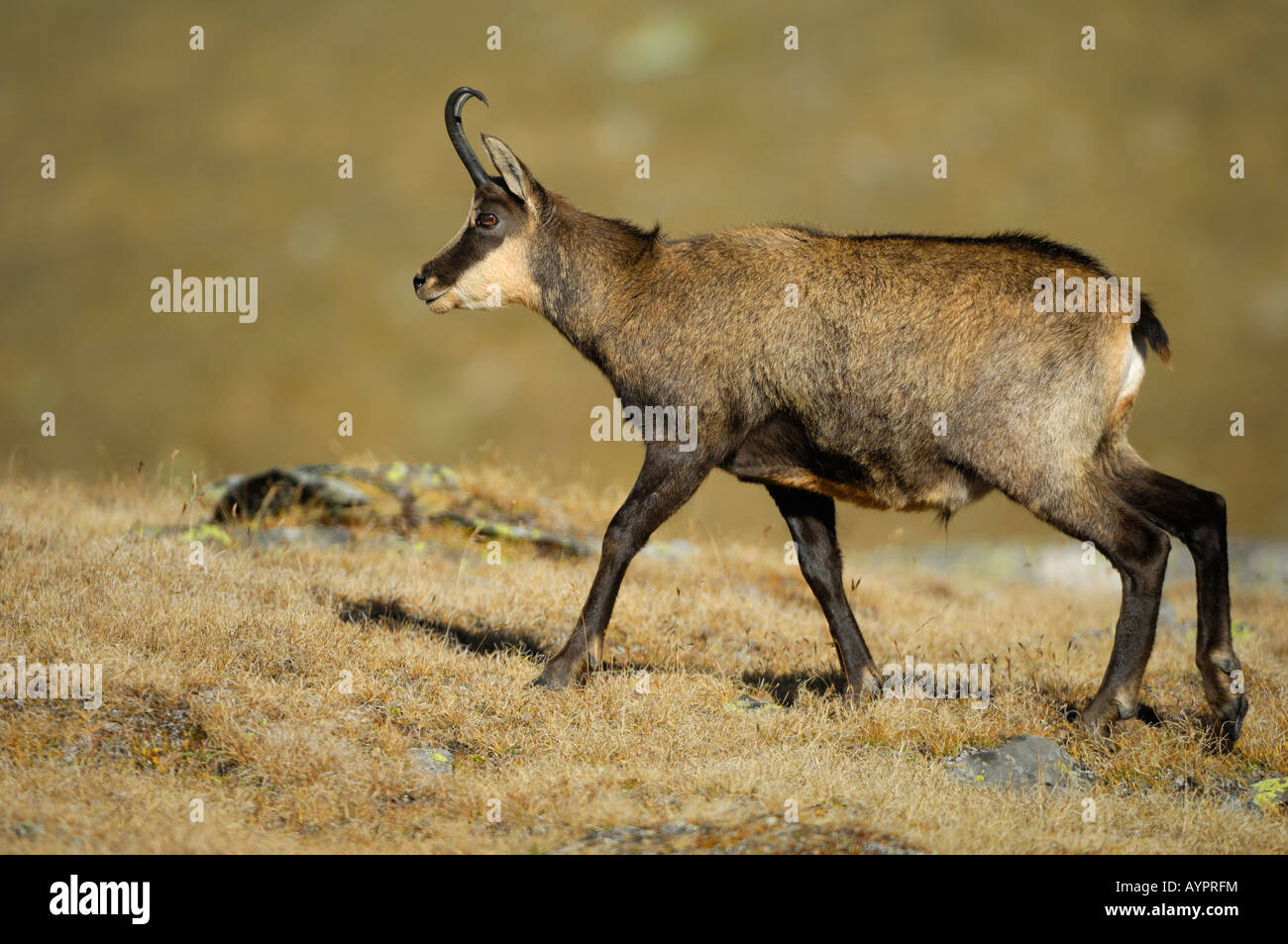 Chamois (Rupicapra rupicapra) Buck, Parc National du Gran Paradiso, Italie, Europe Banque D'Images