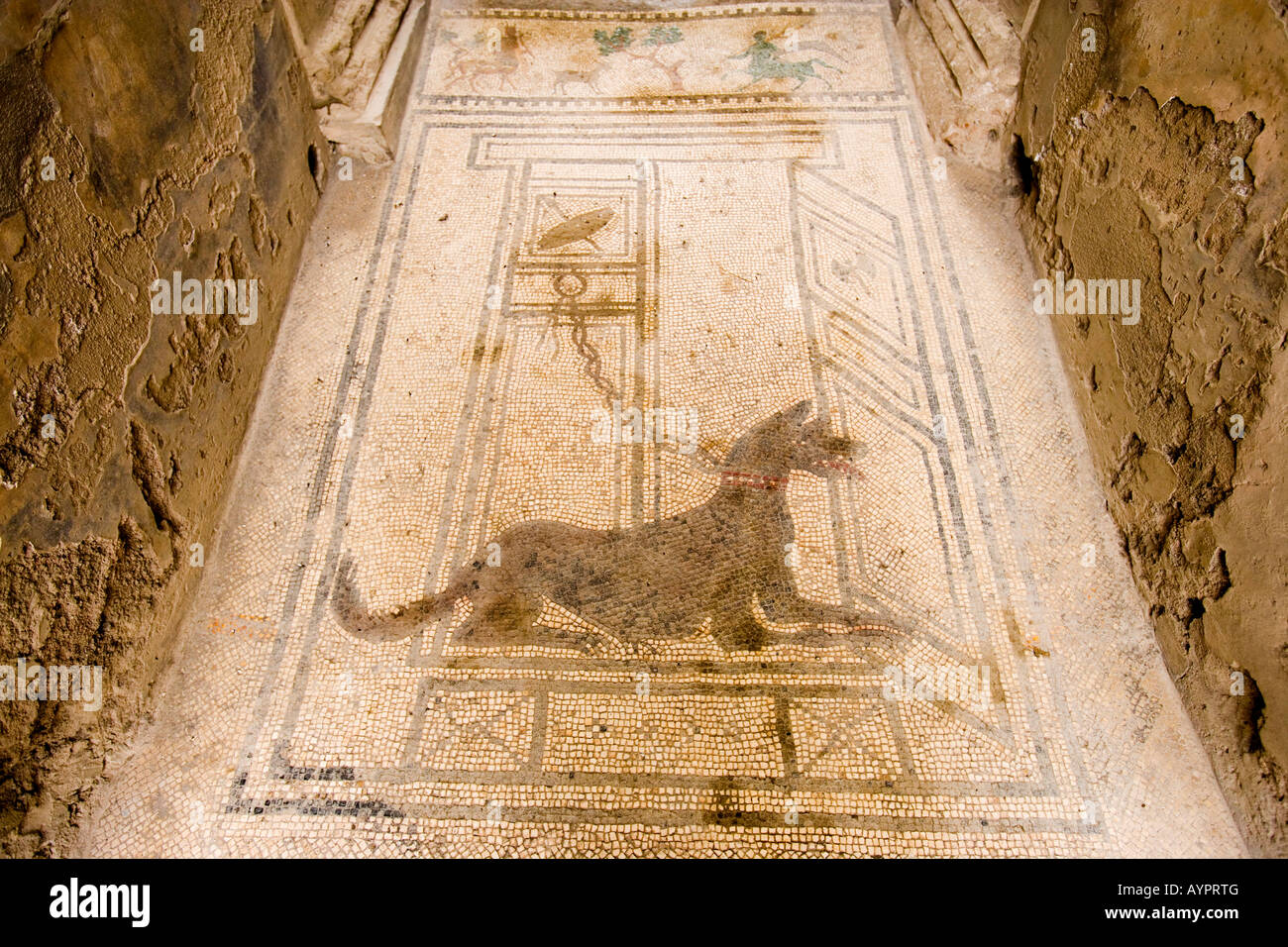 Mosaïque de chien sur une chaîne, Chambre des Paquius Proculus, Pompéi, Italie Banque D'Images