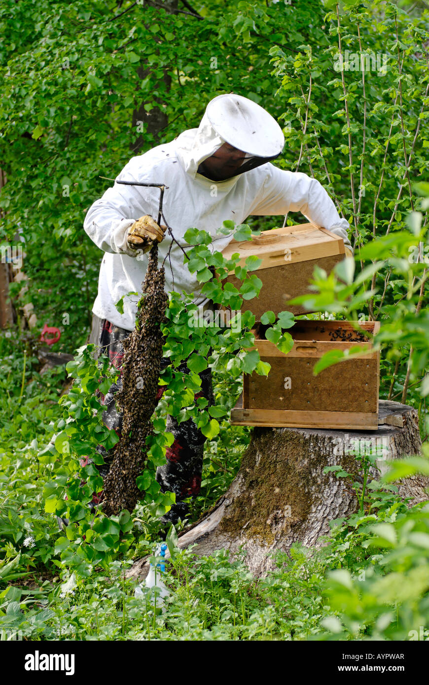 La capture de l'apiculteur les abeilles domestiques (Apis) Banque D'Images