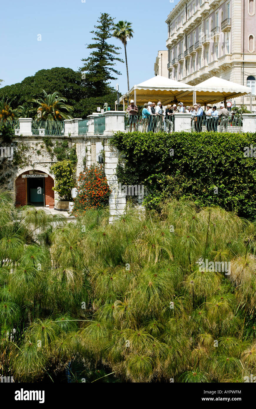 Fonte Aretusa printemps d'eau douce envahis par les papyrus, Syracuse, Sicile, Italie Banque D'Images