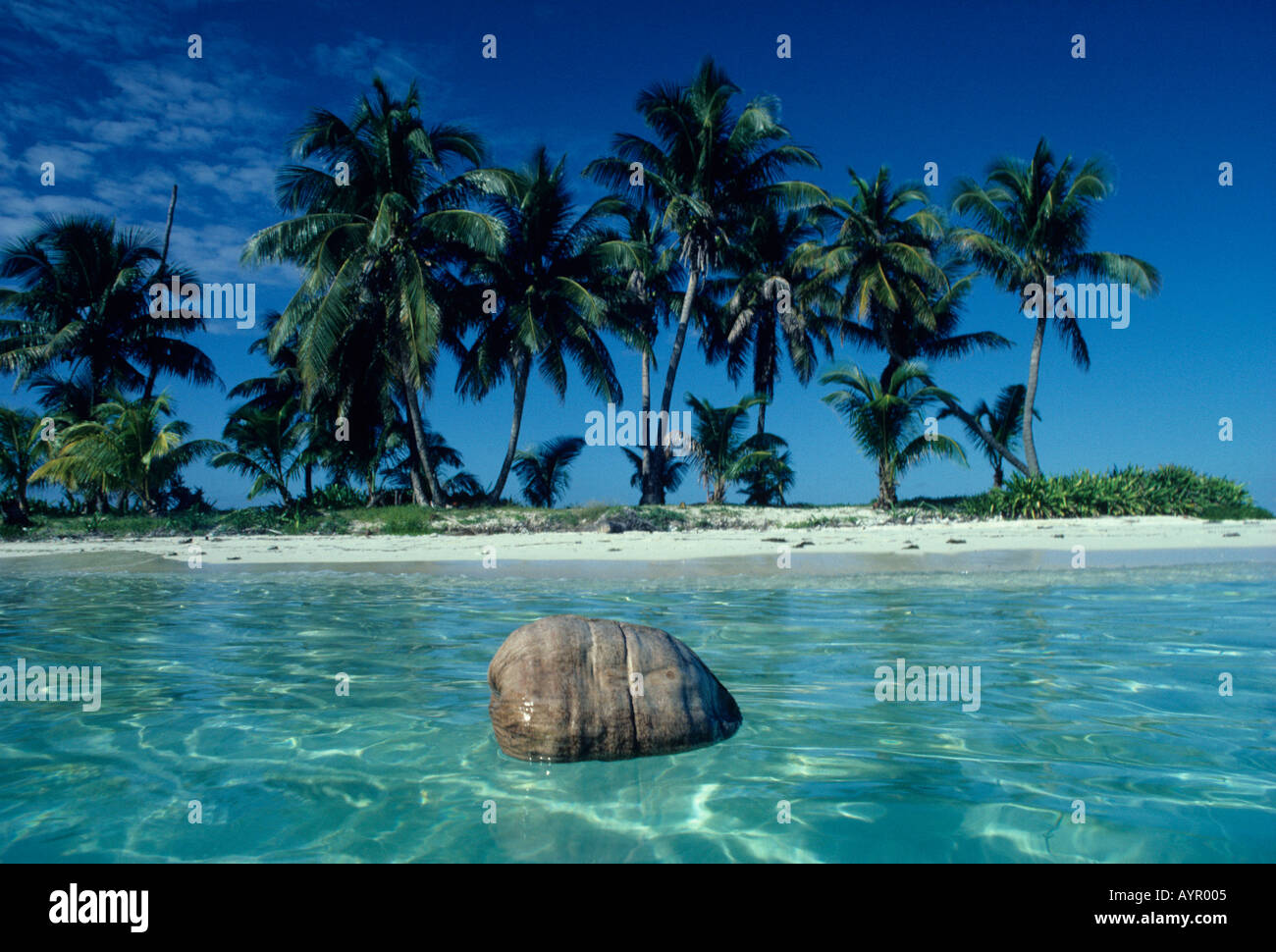 COCONUT flottant dans l'océan, dispersion des graines, la mer des Caraïbes BELIZE Banque D'Images