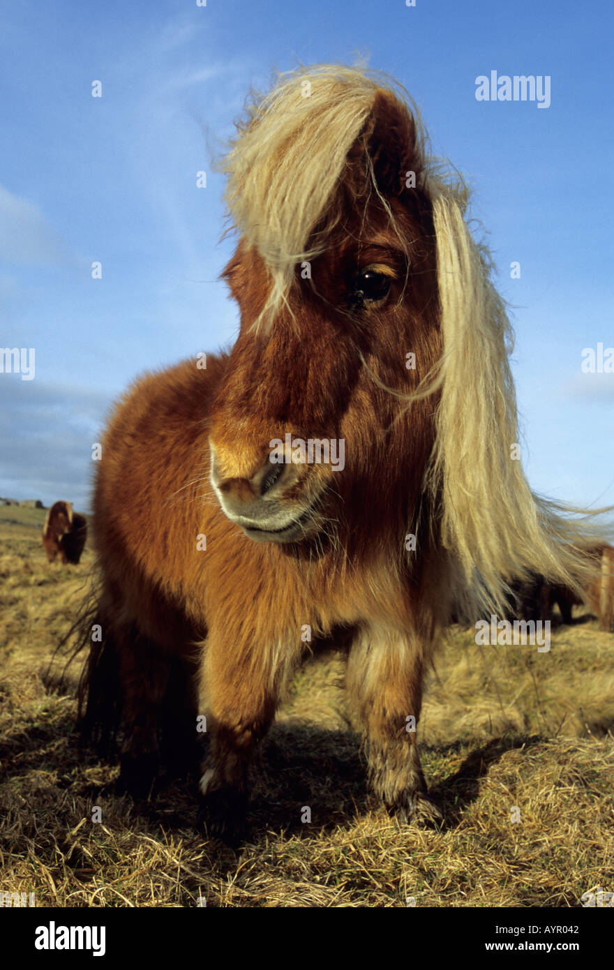 Poney SHETLAND Shetland Islands Scotland UK Banque D'Images