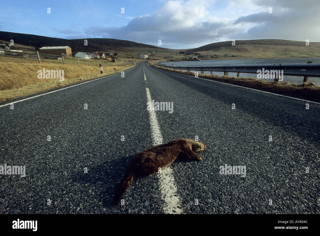 DEAD loutre (Lutra lutra) tués sur l'autoroute, îles Shetland, Écosse, Royaume-Uni Banque D'Images