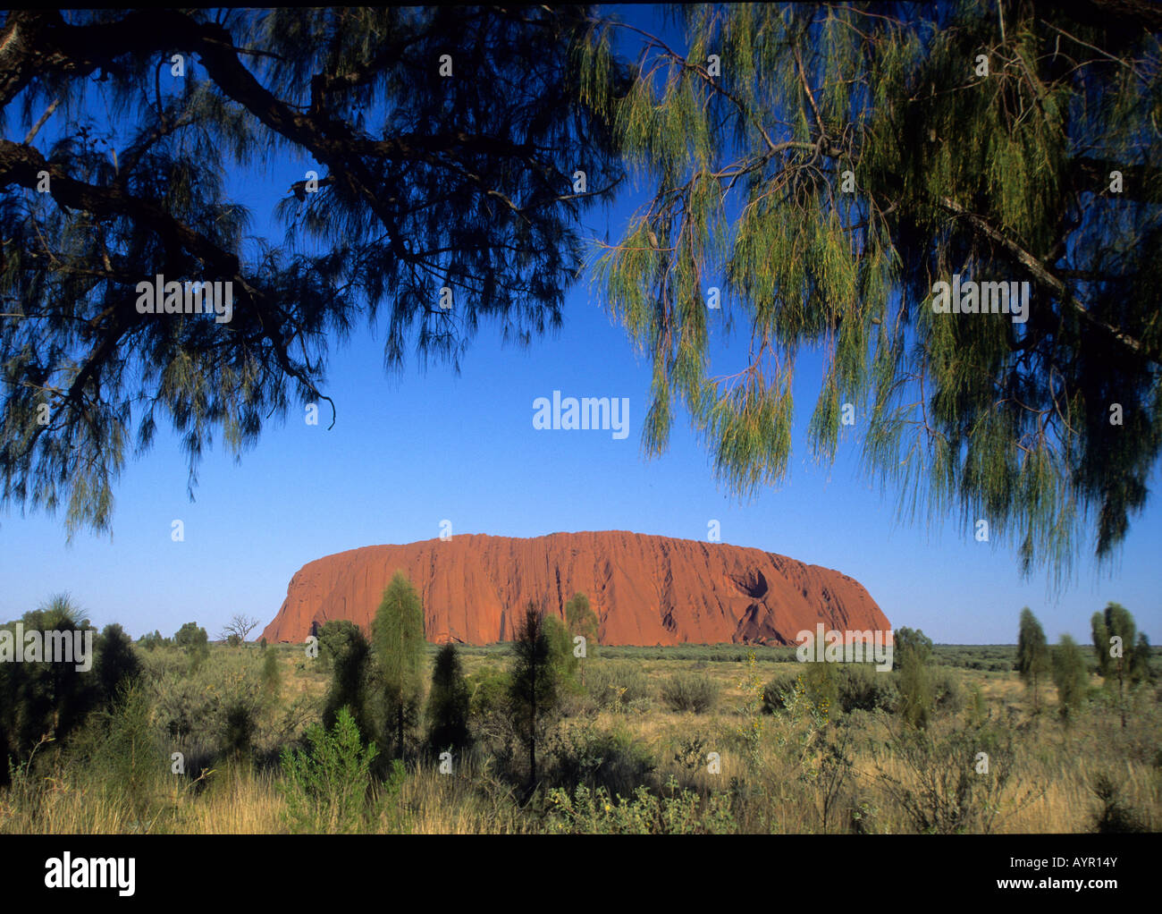 Ayers Rock ou Uluru encadré par les branches de deux arbres, Territoire du Nord, Australie Banque D'Images