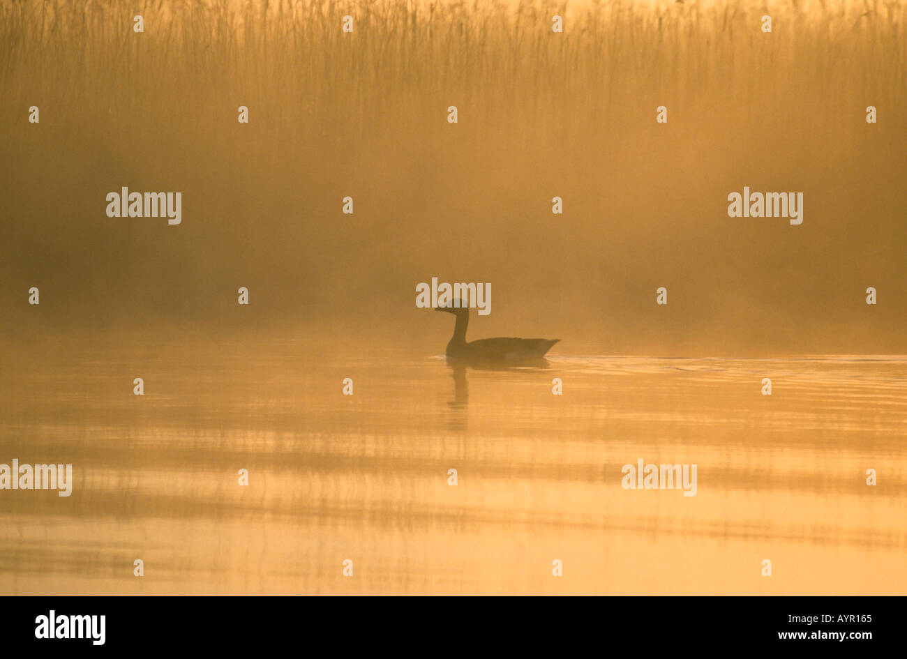 Goose dans Misty sur Norfolk Broads Banque D'Images