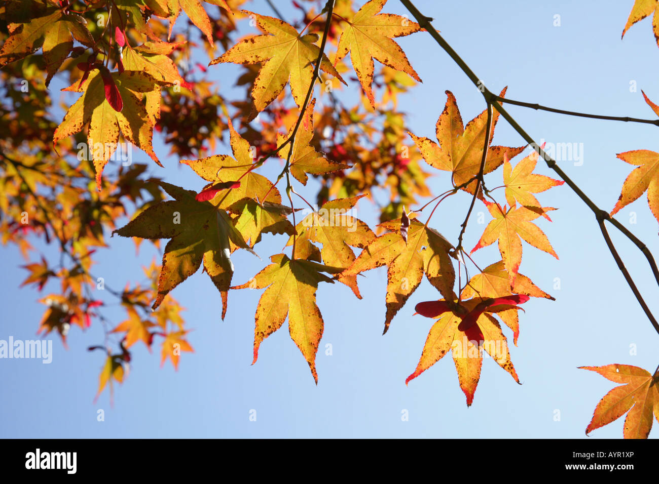 Érable de Norvège (Acer platanoides), l'automne feuillage, Balinesischer Garten (jardin balinais), Muehldorf am Inn, Bavière, Allemagne Banque D'Images