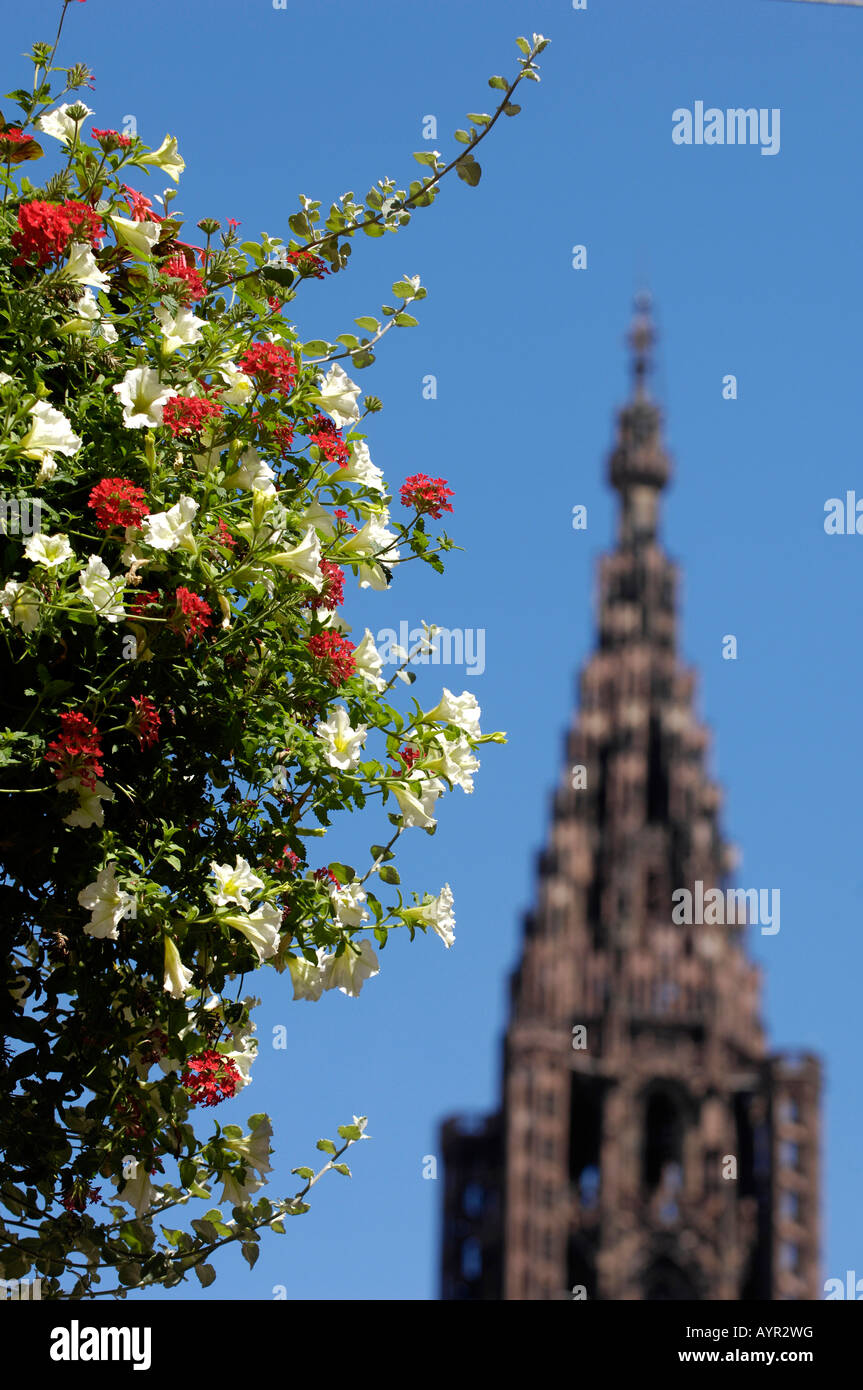 Tour Nord de la cathédrale de Strasbourg, Strasbourg, Alsace, France Banque D'Images