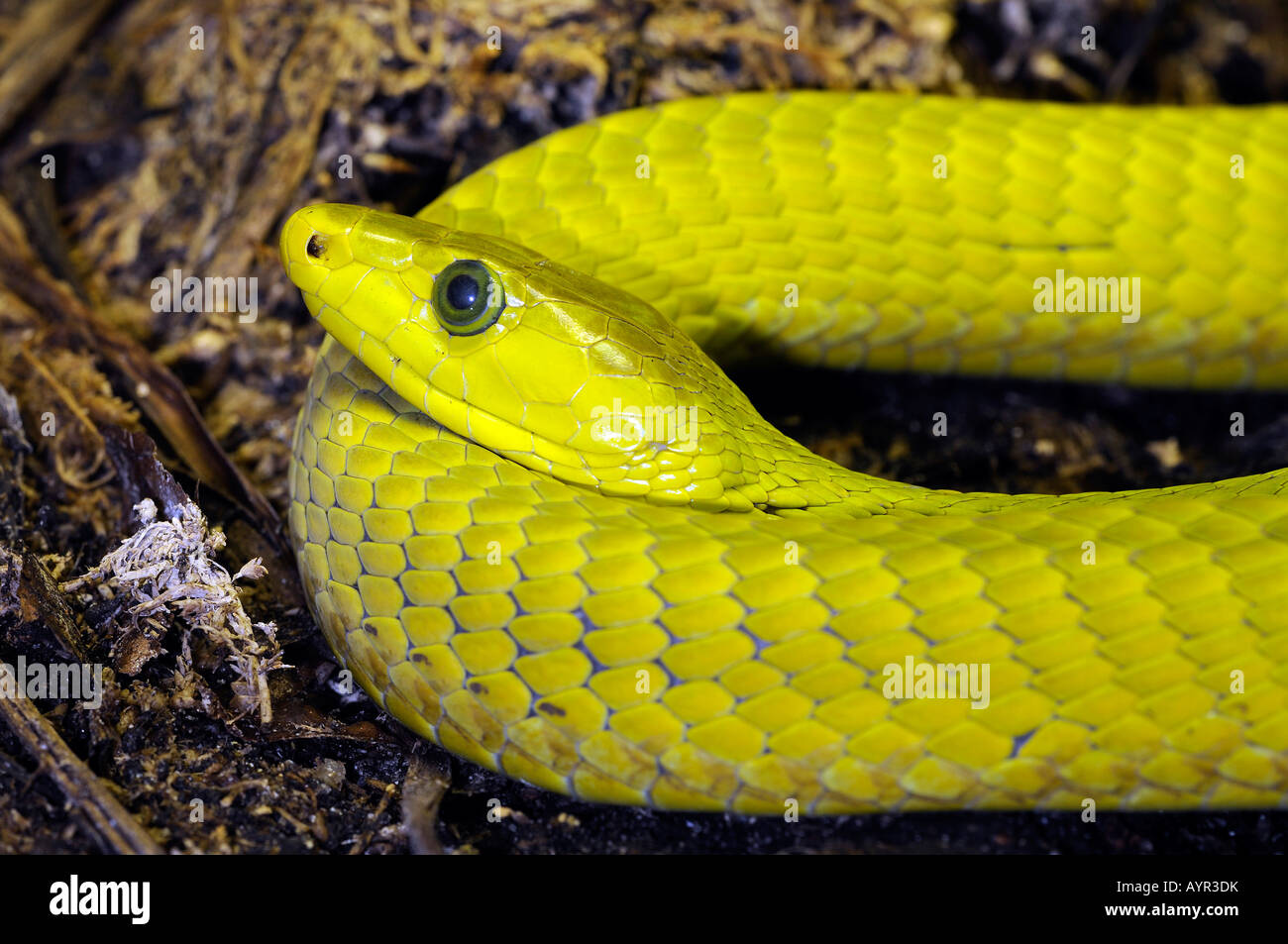 Politique ou de l'Est (Dendroaspis angusticeps mamba vert) Banque D'Images