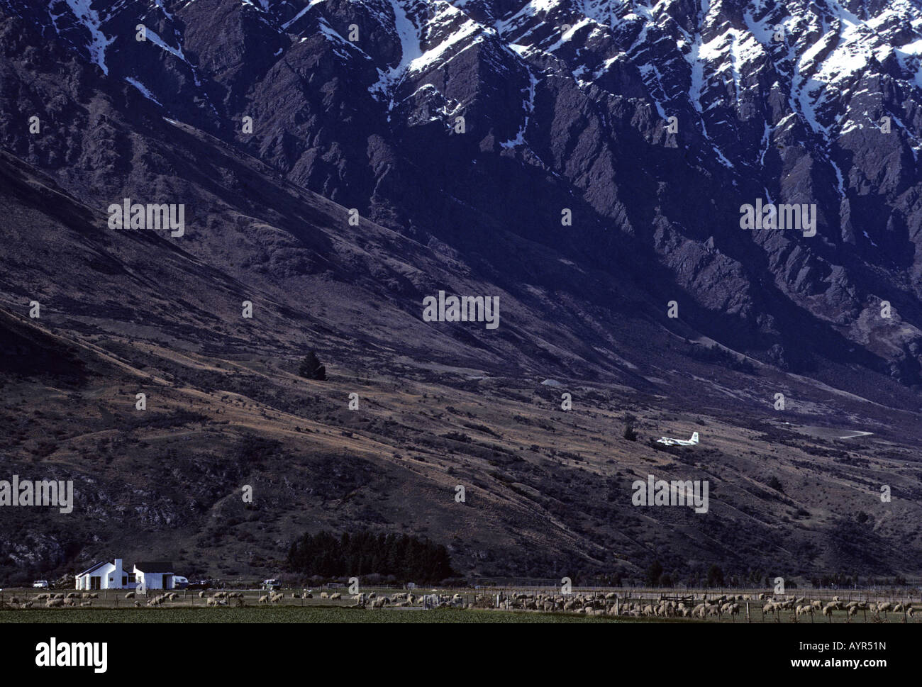 Ferme de moutons près de Frankton, Queenstown, Remarkables, île du Sud, Nouvelle-Zélande Banque D'Images