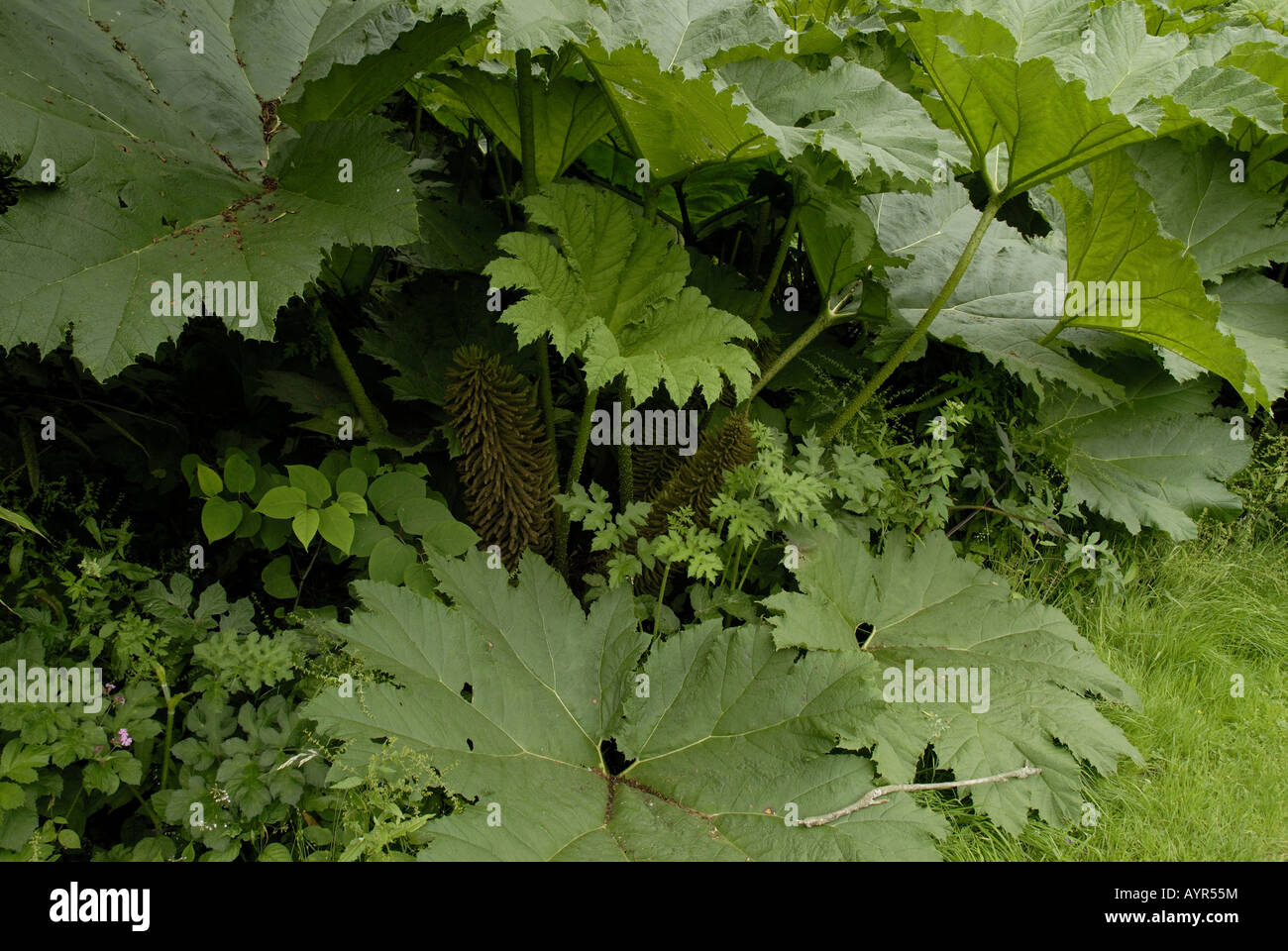 Gunnera manicata dans un jardin de Powis de Galles UK. Banque D'Images