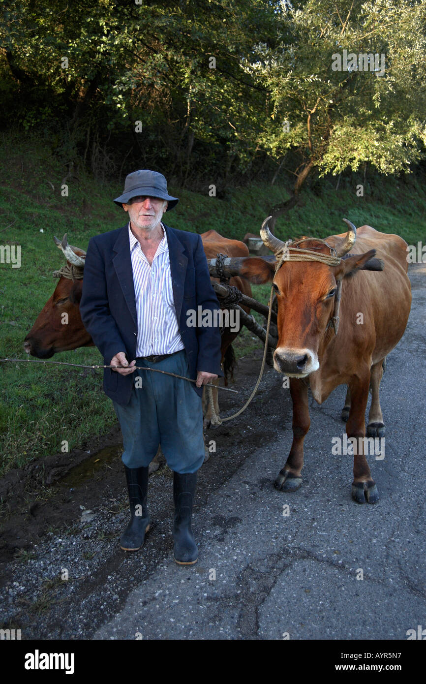 Farmer et vaches tirant sur le panier. Imereti, l'ouest de la Géorgie, de l'Asie du Sud-Ouest Banque D'Images