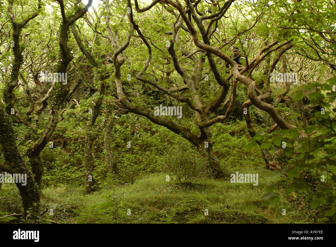 Forêt verdoyante près de Neath Wales UK, avec des branches d'arbres torsadées et tordues et un épais sous-bois mousselé dans un cadre boisé dense et pittoresque. Banque D'Images