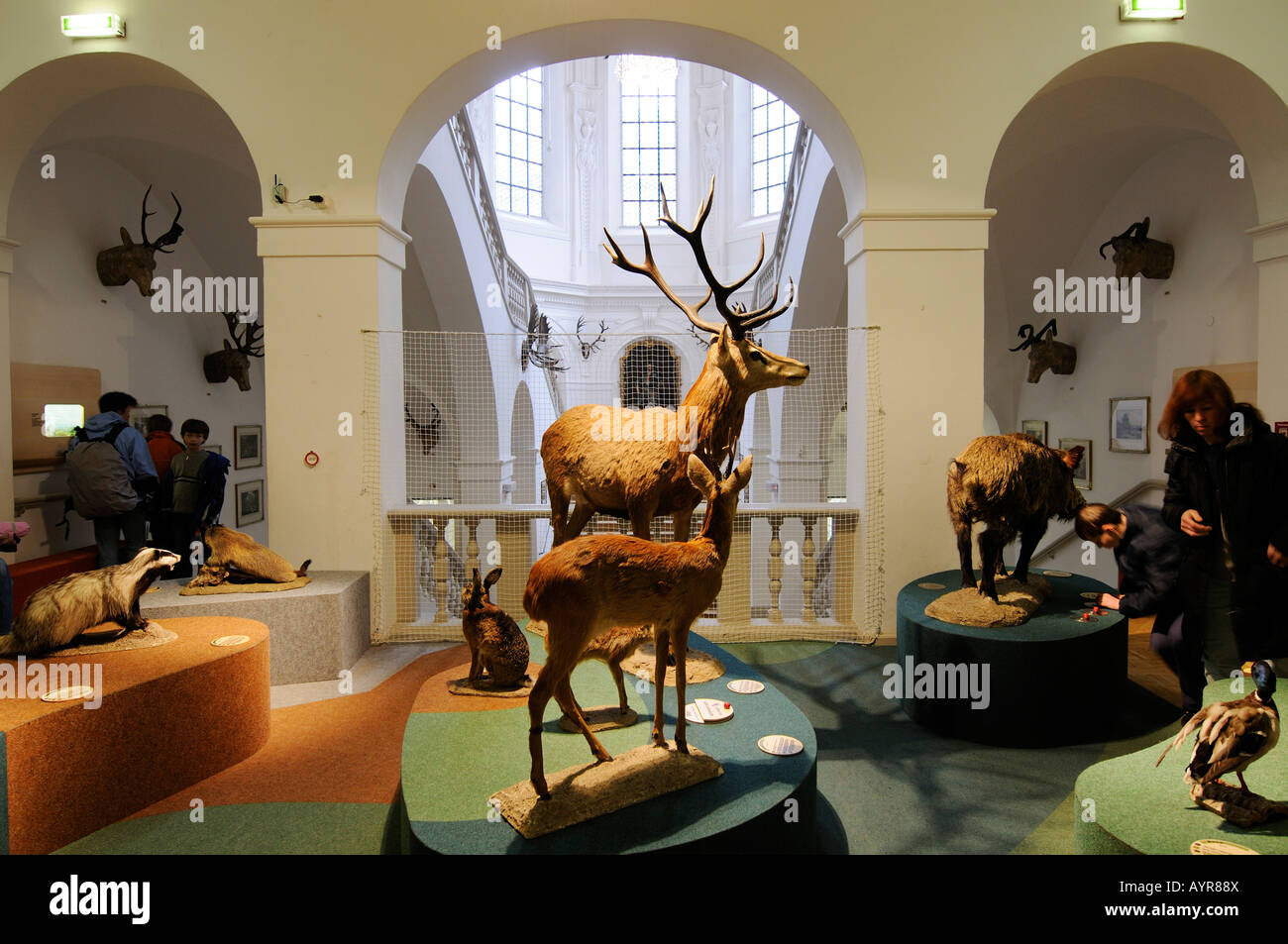 Les animaux en peluche, Deutsches Jagd- und Fischereimuseum (Musée allemand de la chasse et de la pêche), Munich, Bavière, Allemagne Banque D'Images