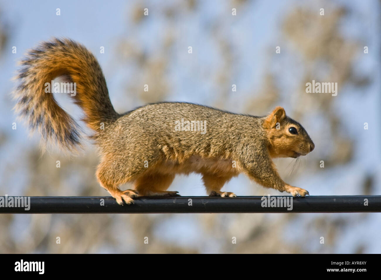 L'écureuil unique marchant sur la ligne téléphonique en gros plan images photos photographie solitaire à vendre sur alamy aux États-Unis US horizontal haute résolution Banque D'Images