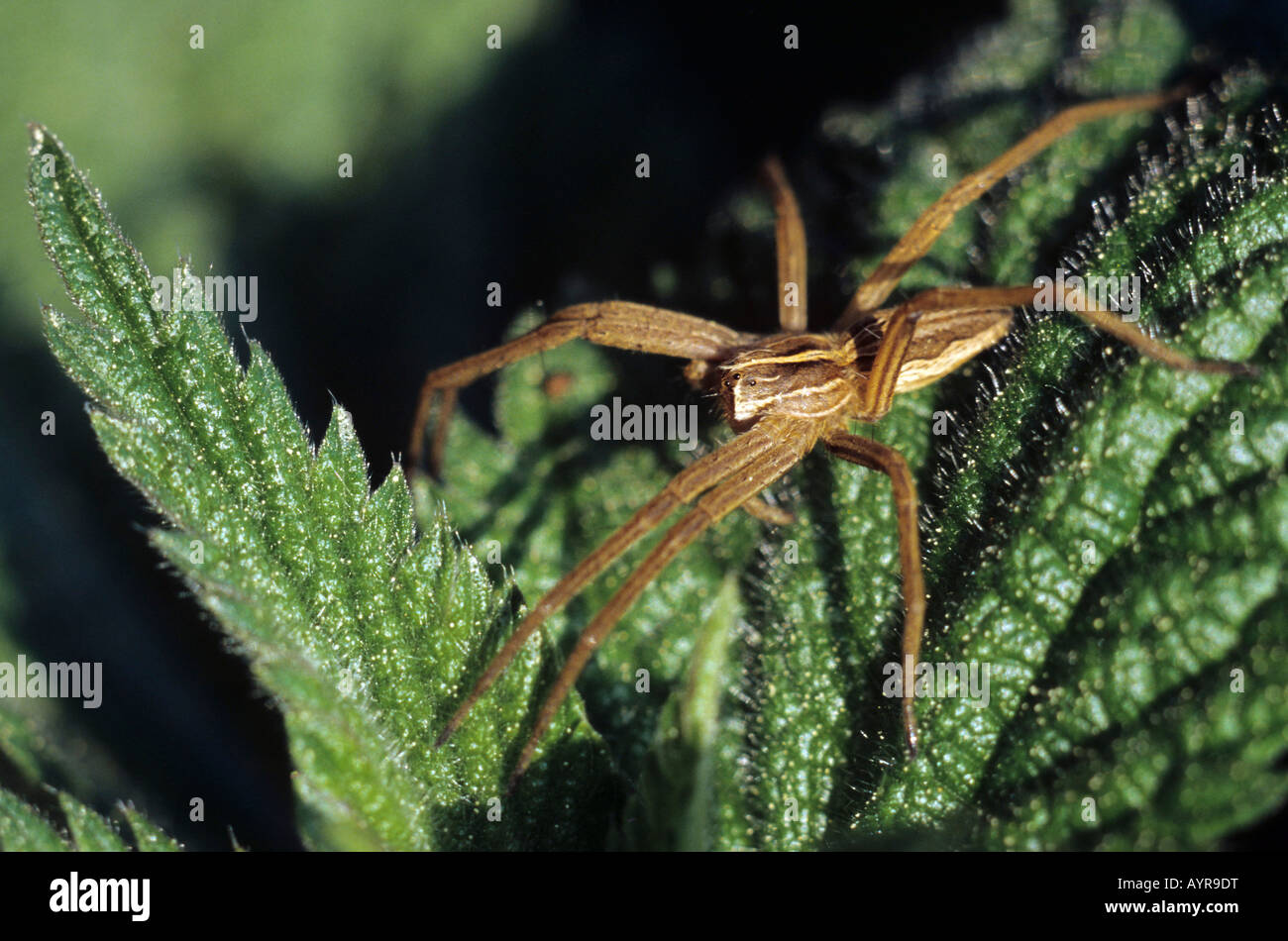 Spider Web pépinière (Pisaura mirabilis) Banque D'Images
