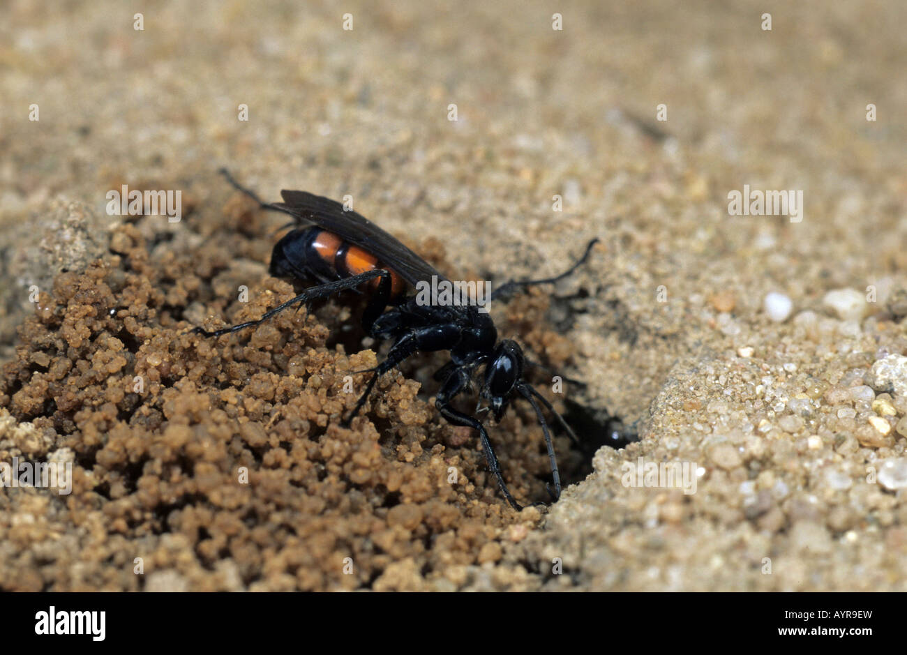 Anoplius viaticus Spider (WASP) creuser le trou pour l'éclosion Banque D'Images