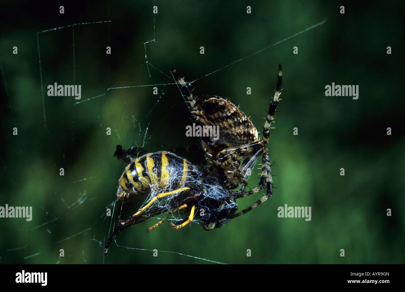 Européenne femelle araignée des jardins (Araneus diadematus) avec des proies wasp Banque D'Images