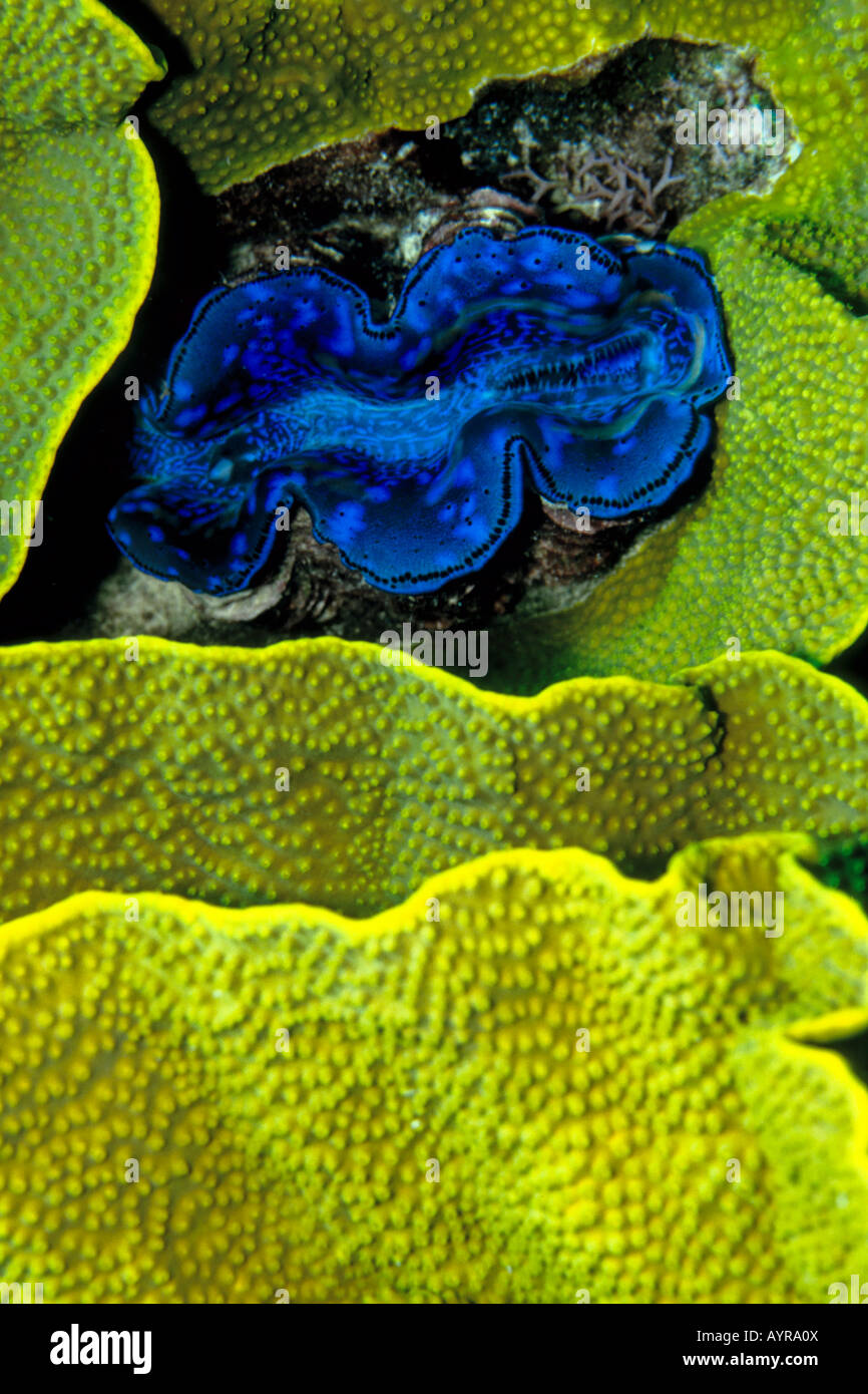 Petit tueur ou de bénitiers (Tridacna maxima) Palourdes niché entre les coraux, Australie Banque D'Images