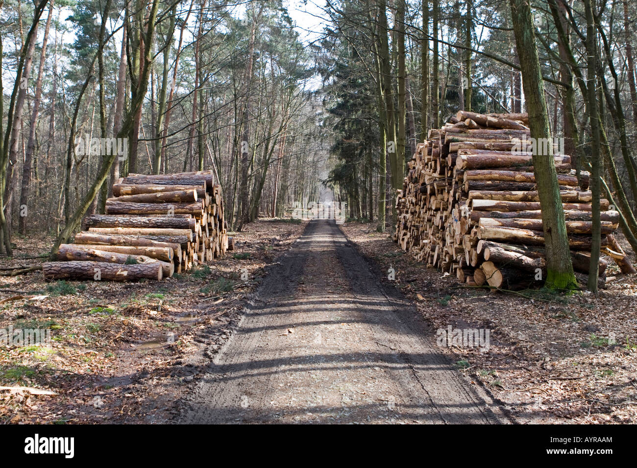 Des piles de journaux, arbres coupés après une tempête, Hesse, Allemagne Banque D'Images