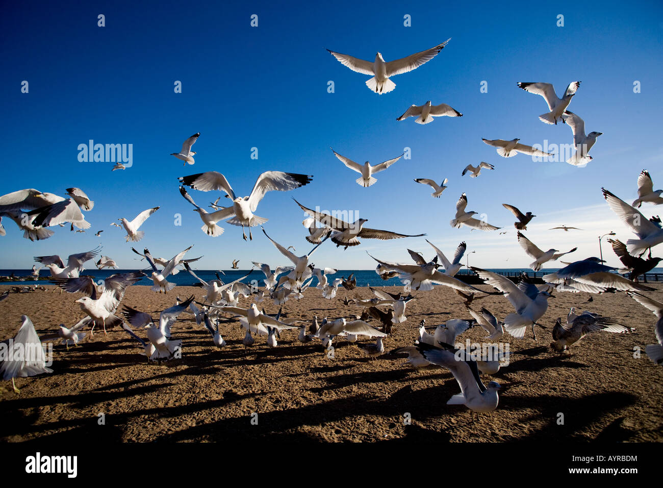 Les goélands en prenant un vol au large de la plage de la Nouvelle-Angleterre au Connecticut Banque D'Images