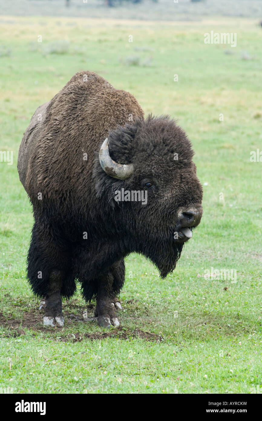 Bison d'Amérique (Bison bison), bull crier pour impressionner un autre bull, le Parc National de Yellowstone, Wyoming, USA Banque D'Images