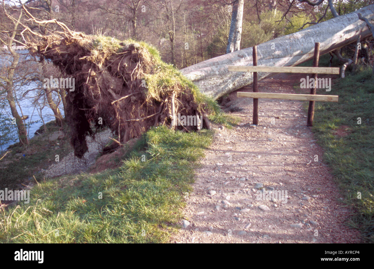 Les dégâts causés par les tempêtes ; un blocage hêtre tombé un sentier près de Pooley Bridge, Lake District, Cumbria, England, UK. Banque D'Images