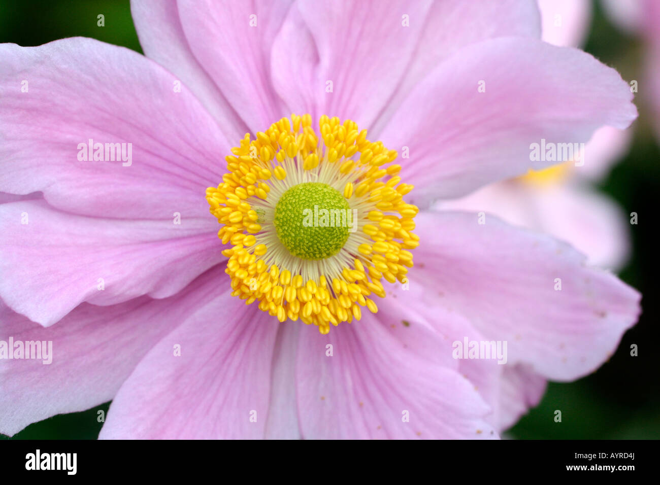 ANEMONE X HYBRIDA DÉTAIL DE FLEURS Banque D'Images