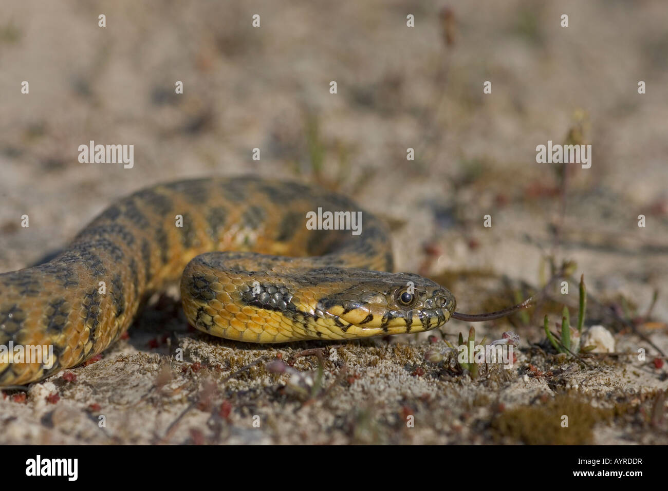 Viperine Snake (Natrix maura), l'Estrémadure, Espagne, Europe Banque D'Images