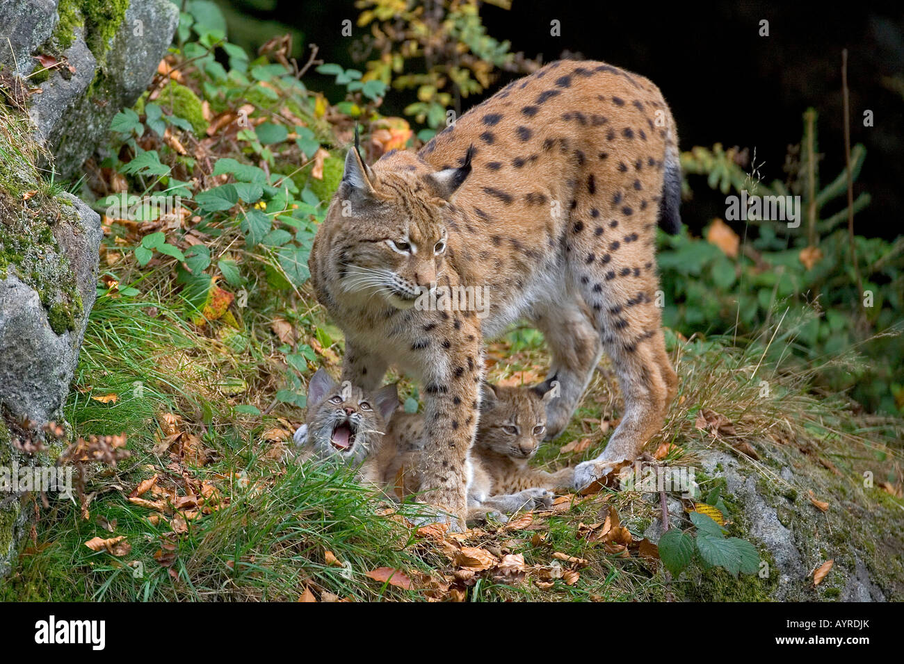 Le Lynx eurasien (Lynx lynx) et d'oursons, Nationalpark Bayerischer Wald (forêt de Bavière), Bavaria, Germany, Europe Banque D'Images