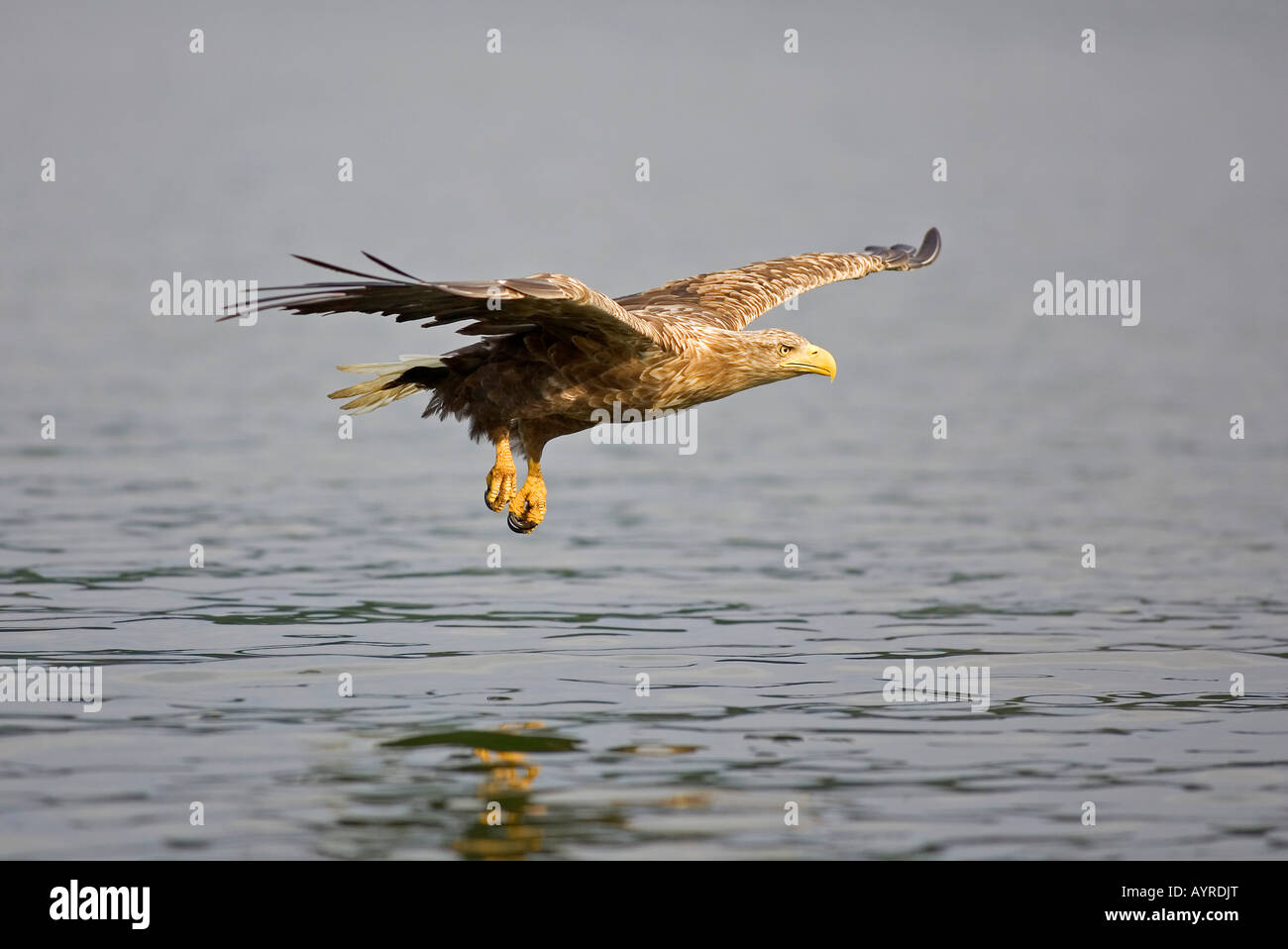 Pygargue à queue blanche (Haliaeetus albicilla) en vol, Mecklembourg-Poméranie-Occidentale, Allemagne, Europe Banque D'Images