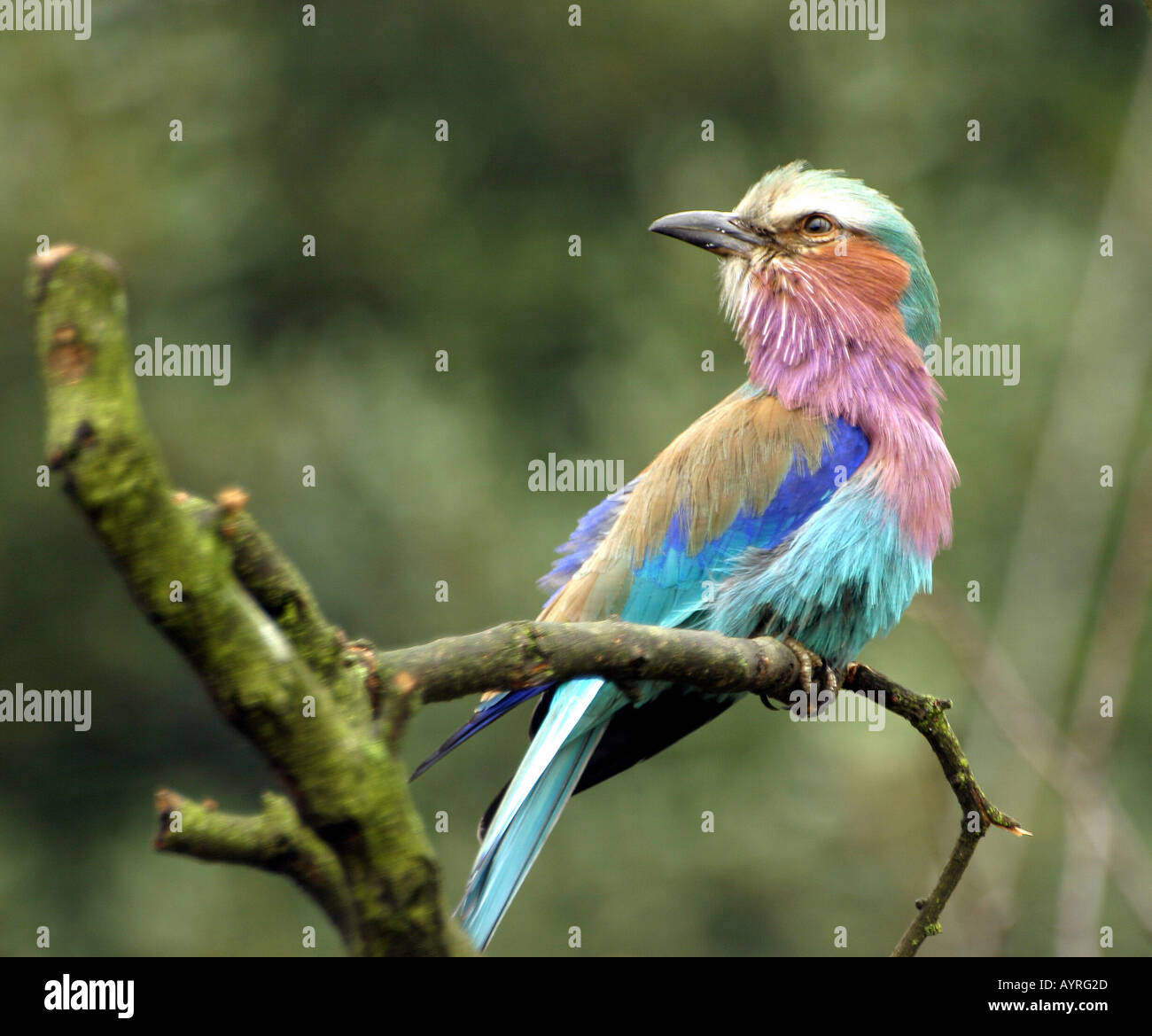 Close-up of a Blue-bellied Roller [Coracias cyanogaster] Banque D'Images