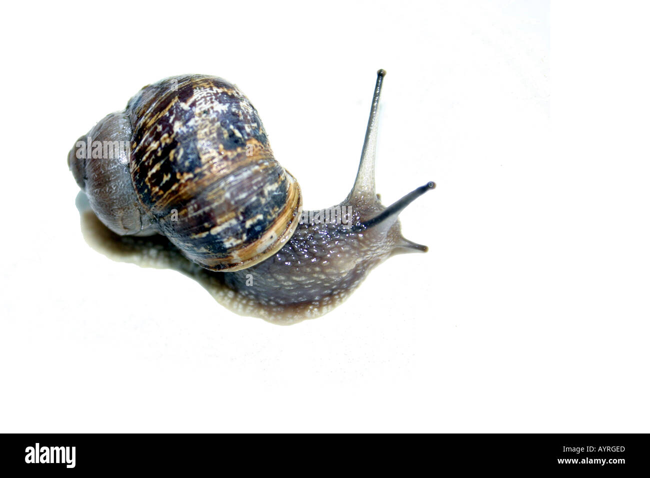 Escargo Shot Common snail Banque de photographies et d’images à haute résolution - Alamy