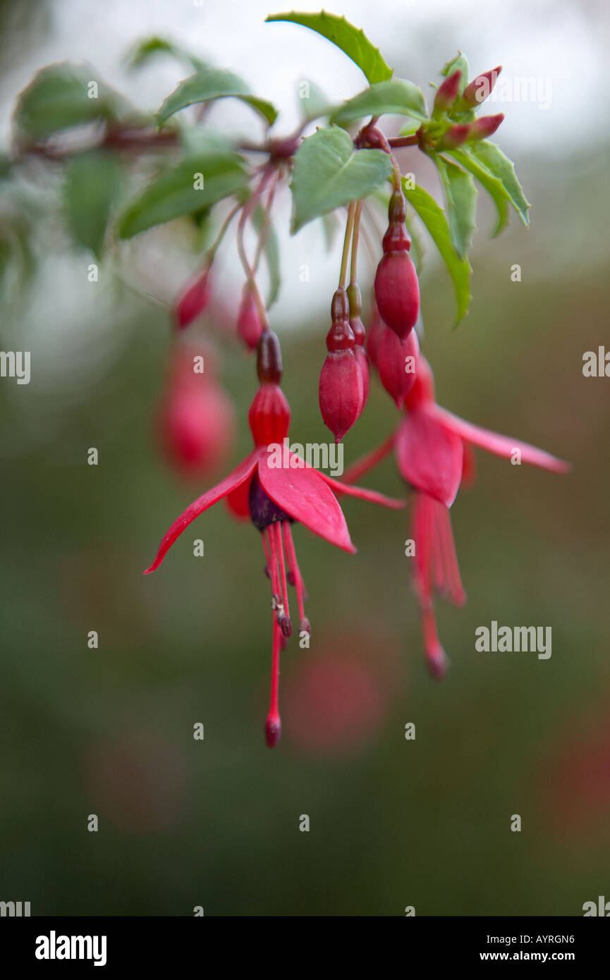 Gothic fushia Banque D'Images