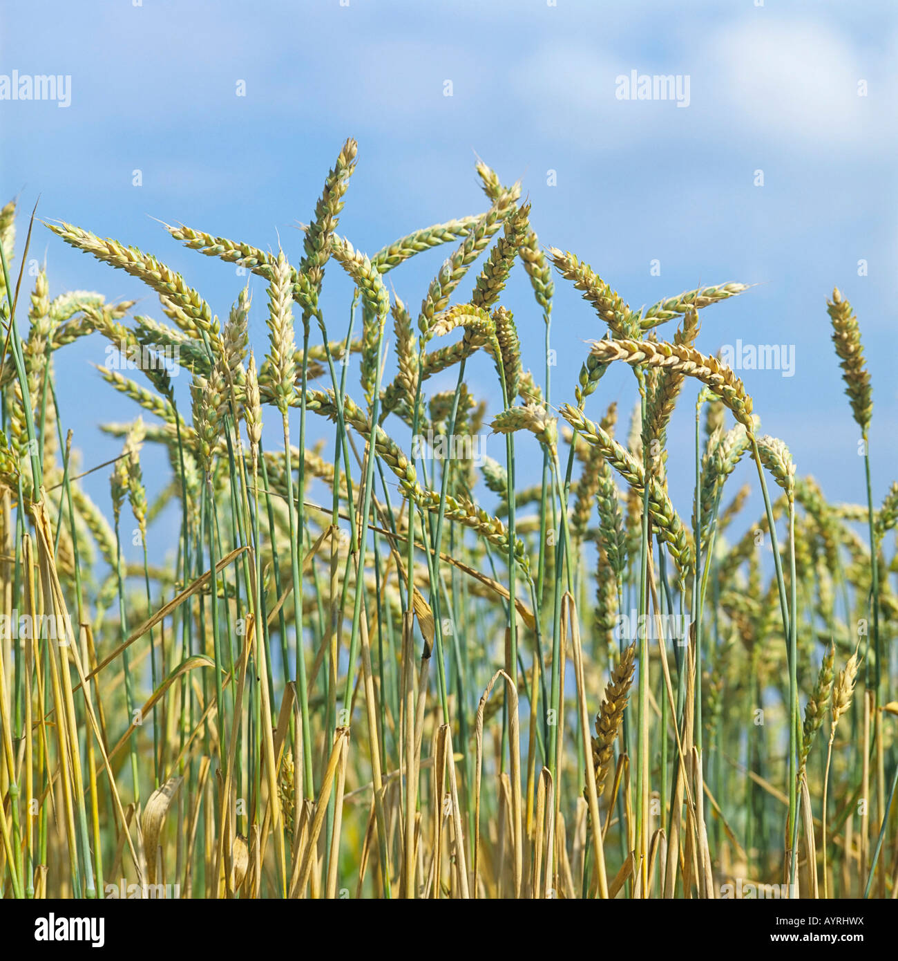 Blé (Triticum), champ de blé en Allemagne, Europe Banque D'Images