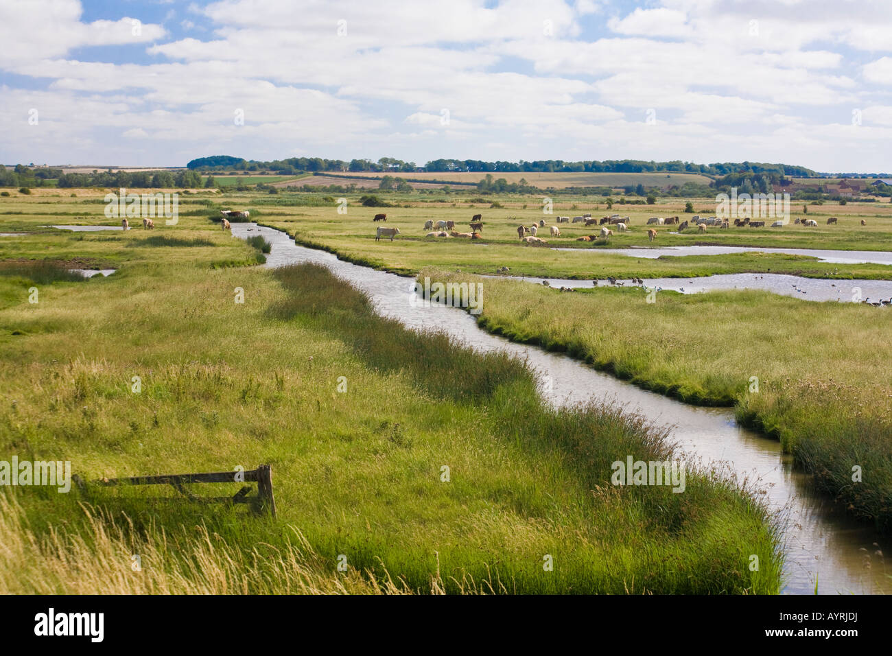 Les vaches et les échassiers sur North Norfolk avec des digues de marais et lumineux du ciel d'été Banque D'Images