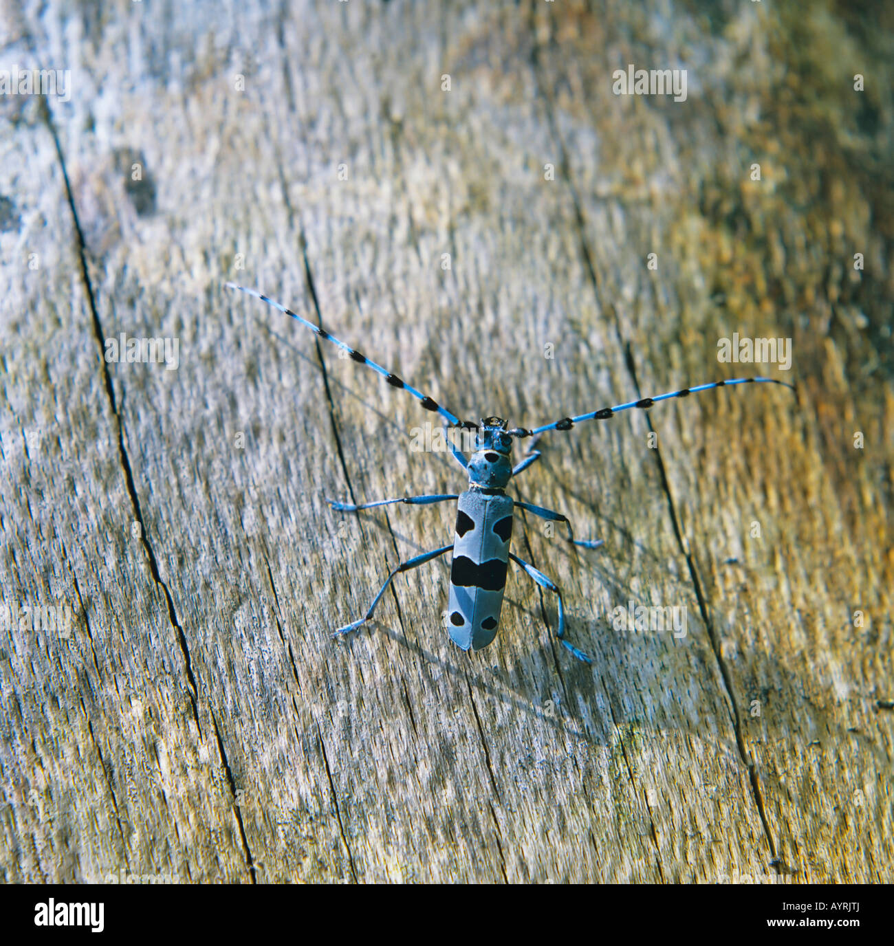 Rosalia Longicorn (Rosalia alpina), Allemagne Banque D'Images