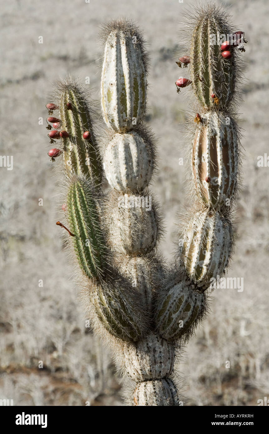 Cactus candélabres (Jasminocereus thouarsii var. sclerocarpus) pourpre rougeâtre en forme globulaire fruits comestibles Albemarle Isabela Banque D'Images