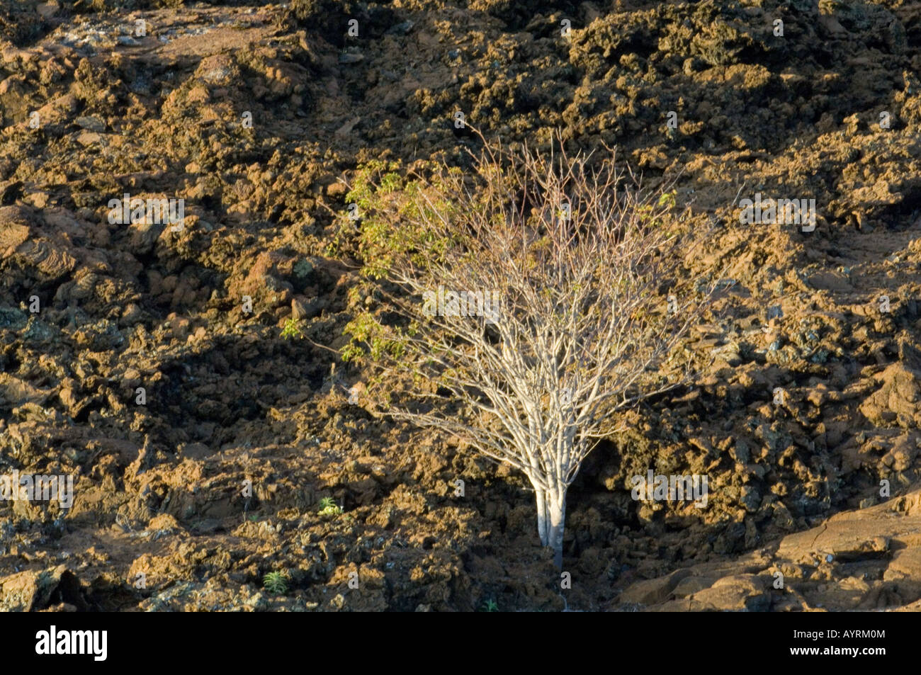 Palo Santo (Bursera graveolens) arbre pousse entre les pierres de lave Bartolome Equateur Galapagos Banque D'Images